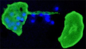 Figure 1: Malaria parasite exiting its host...